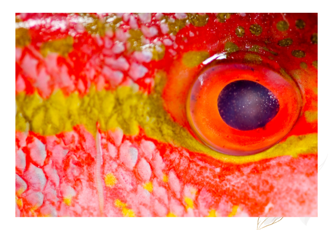 Internal structure of Eyes